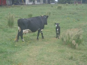 farm and new calf pics 037