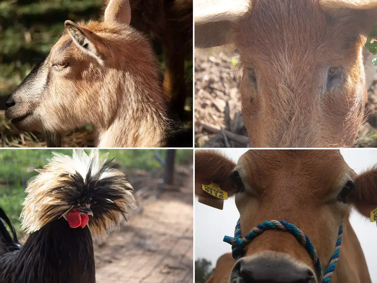 Livestock Homesteading