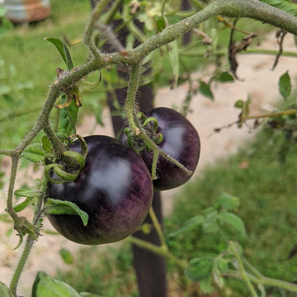 blue tomato