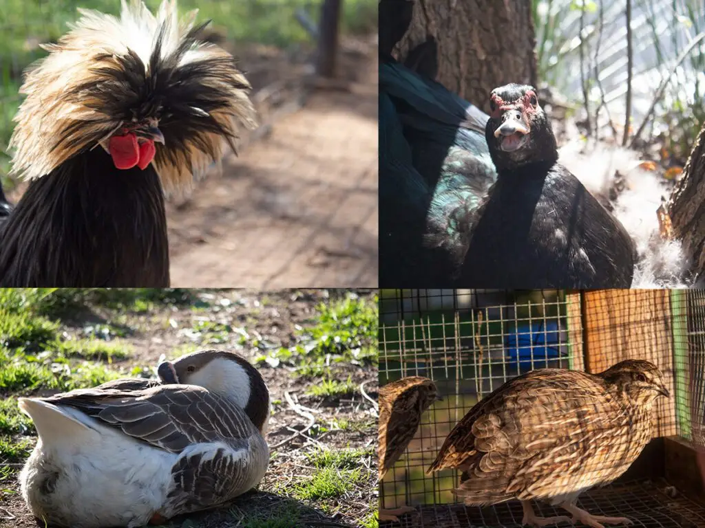 Poultry